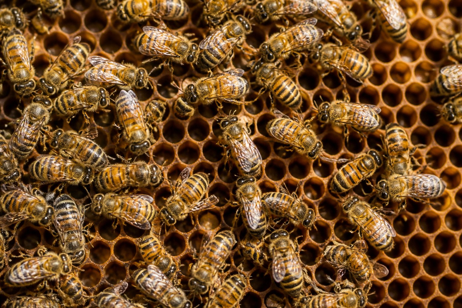 Close-up view inside a beehive showing worker bees on honeycomb cells with no queen bee present.