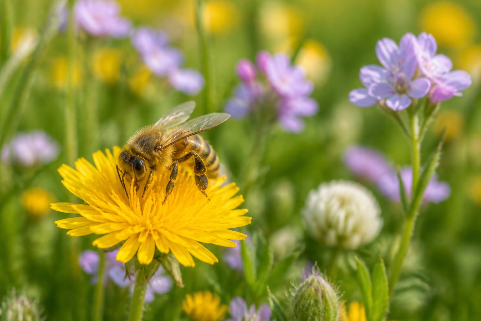 A close-up of a honeybee collecting nectar from a yellow flower in a green meadow with wildflowers around.