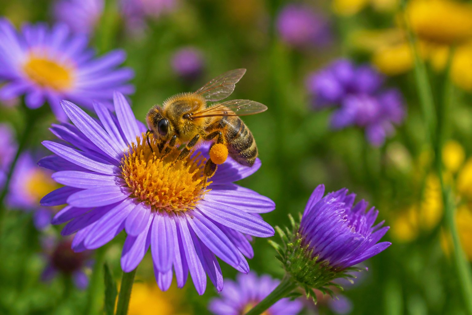 A close-up of a honeybee collecting nectar from a flower in a garden with green plants and colorful flowers around.