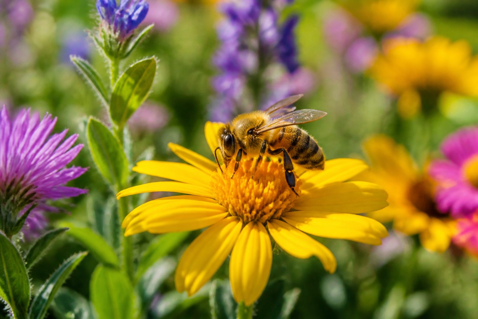 A honeybee collecting nectar from a yellow flower in a green garden.