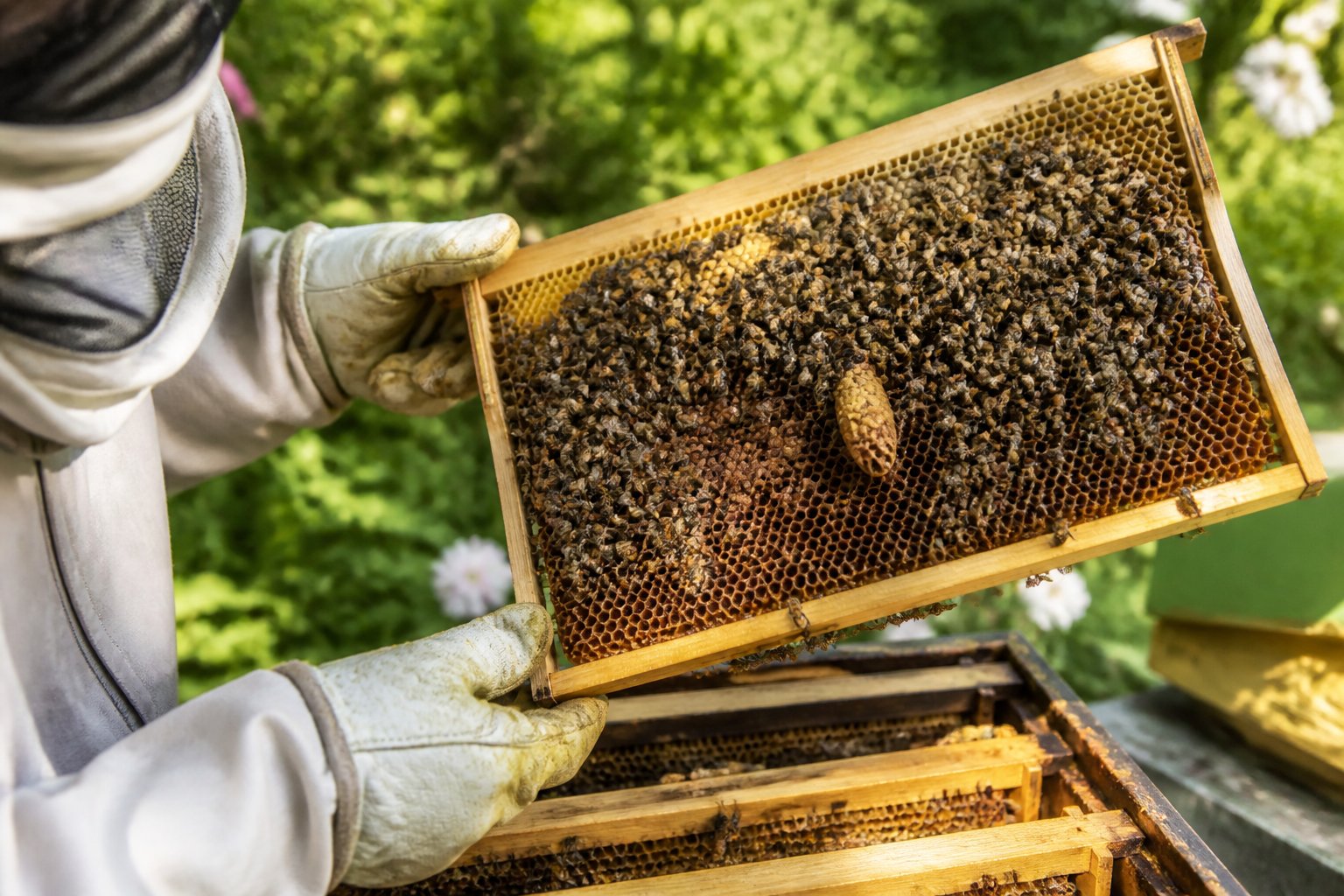 A beekeeper holding a honeycomb frame filled with bees and a queen cell inside a beehive in a garden.