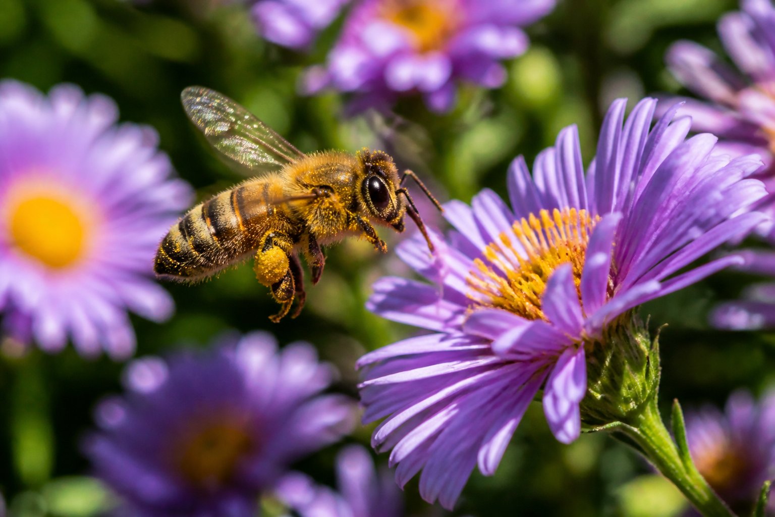 A bee gathering pollen from colorful flowers in a sunlit garden.