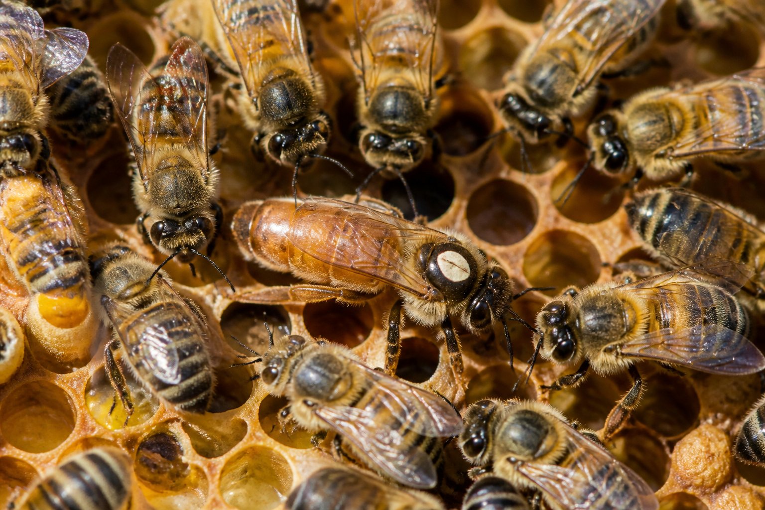 A queen bee surrounded by worker bees inside a honeycomb hive.