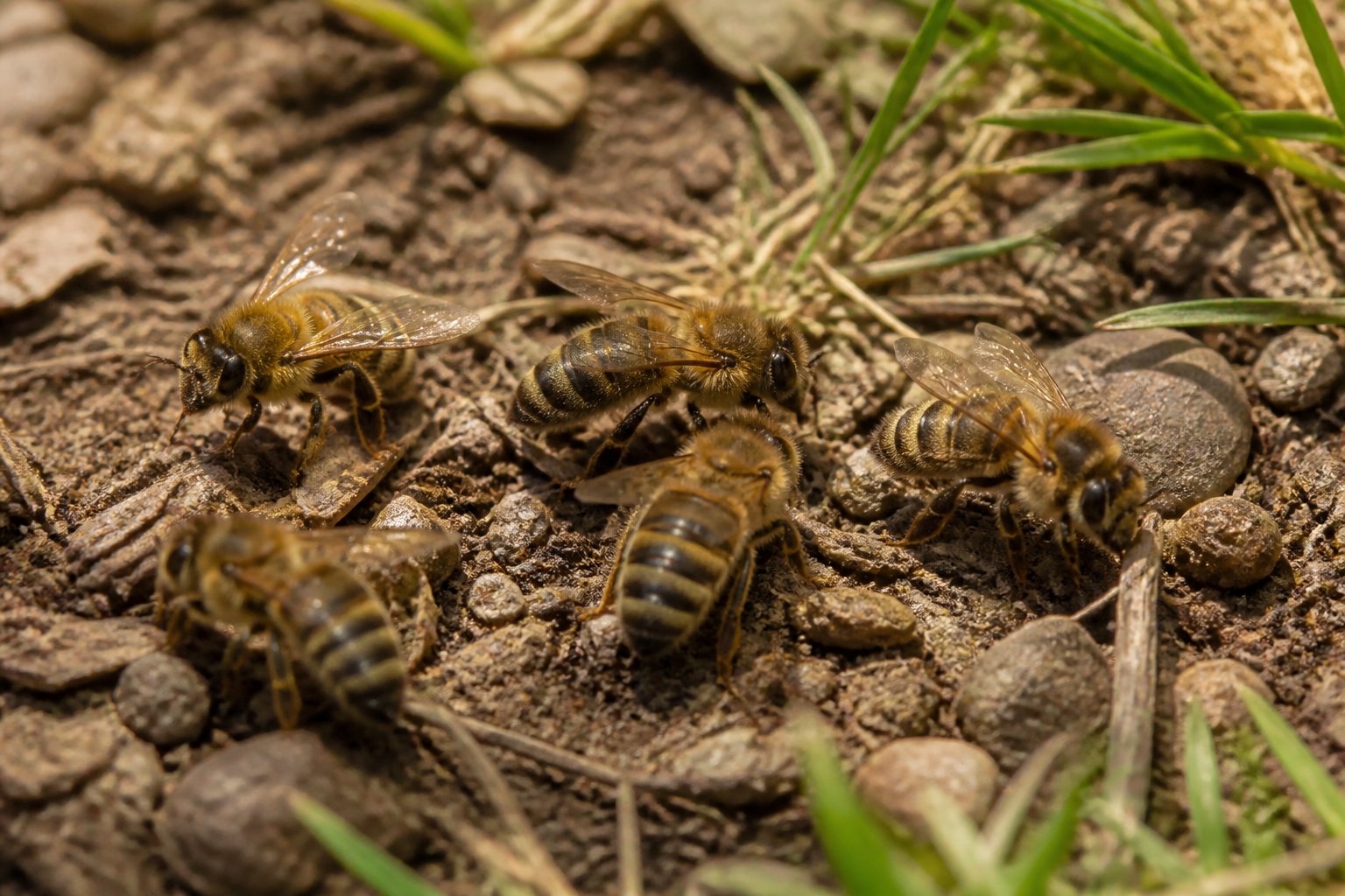 Several bees resting and foraging on soil and small stones with some grass and dry leaves around them.