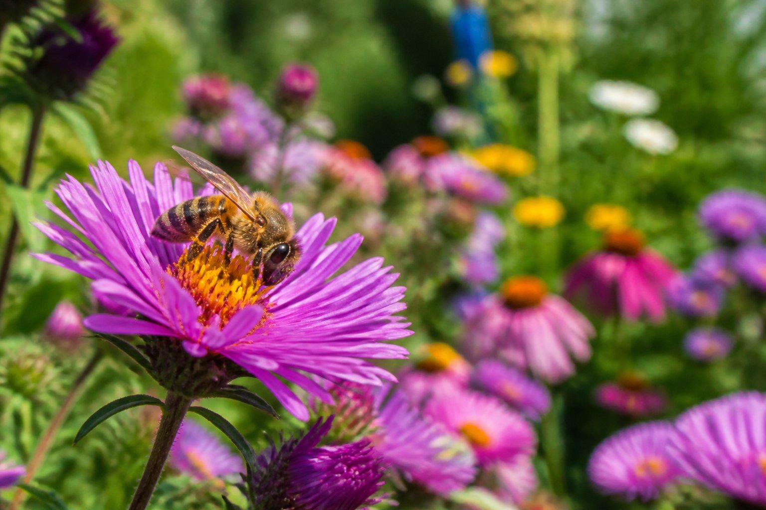 A close-up of a honeybee on a colorful flower in a green garden.