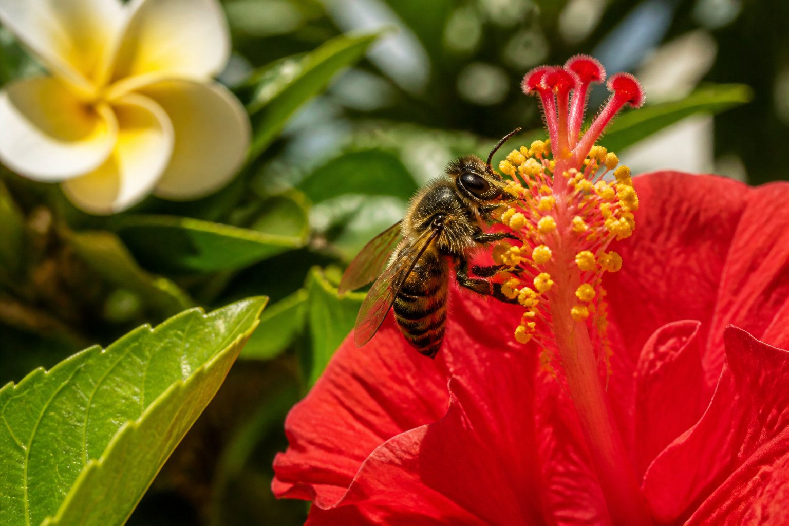 A Hawaiian native bee resting on a tropical flower surrounded by green leaves in a forest.