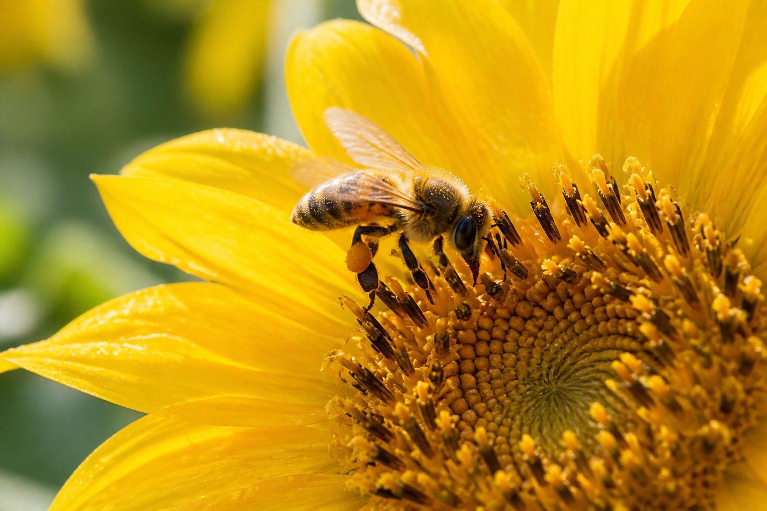 A honeybee collecting nectar from a bright yellow sunflower in a green garden.