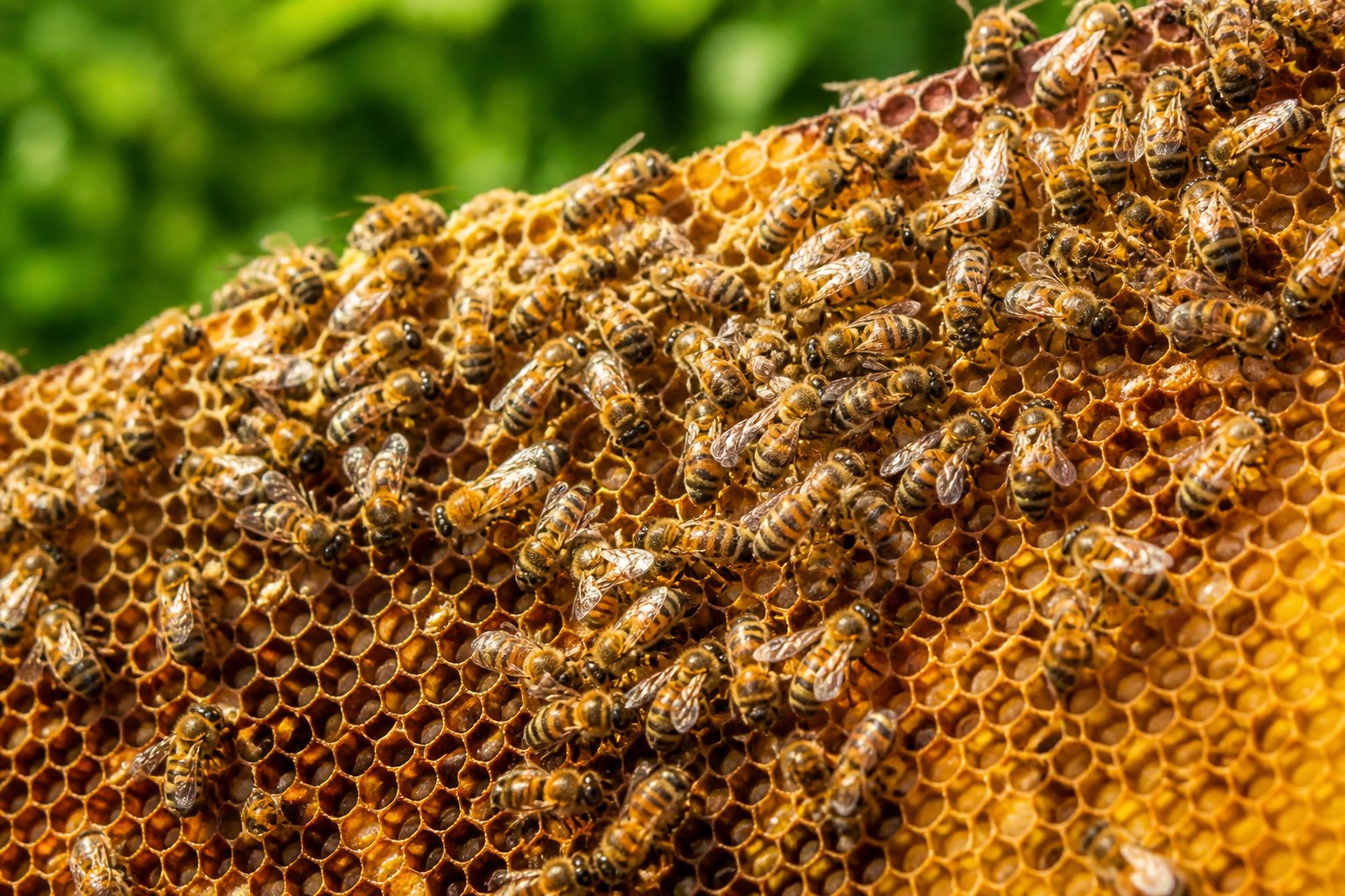 Close-up of a honeycomb with many bees crawling and working inside the cells.