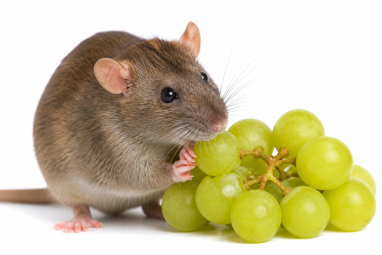 Can Rats Have Grapes? Safety, Risks, And Alternatives Can Rats Have Grapes? Safety, Risks, And Alternatives