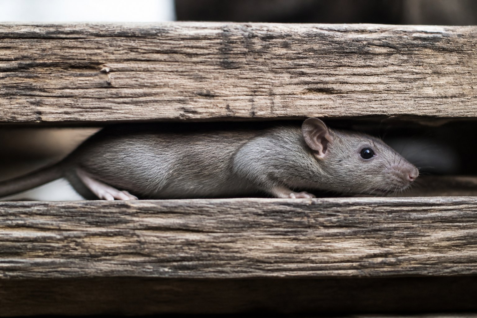 A small rat squeezing through a narrow gap between two wooden planks.
