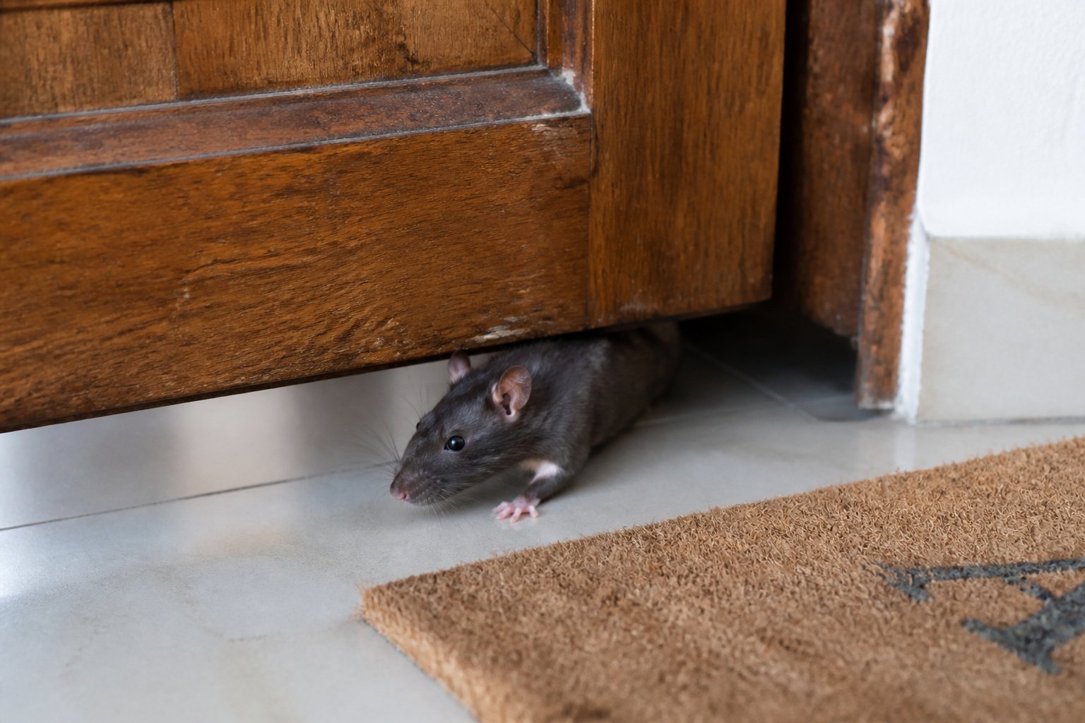 How Do Rats Get In Your House? Entry Points And Fixes How Do Rats Get In Your House? Entry Points And Fixes