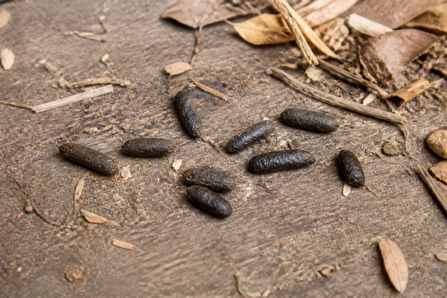 Close-up of small dark brown rat droppings scattered on a natural surface with bits of debris around.