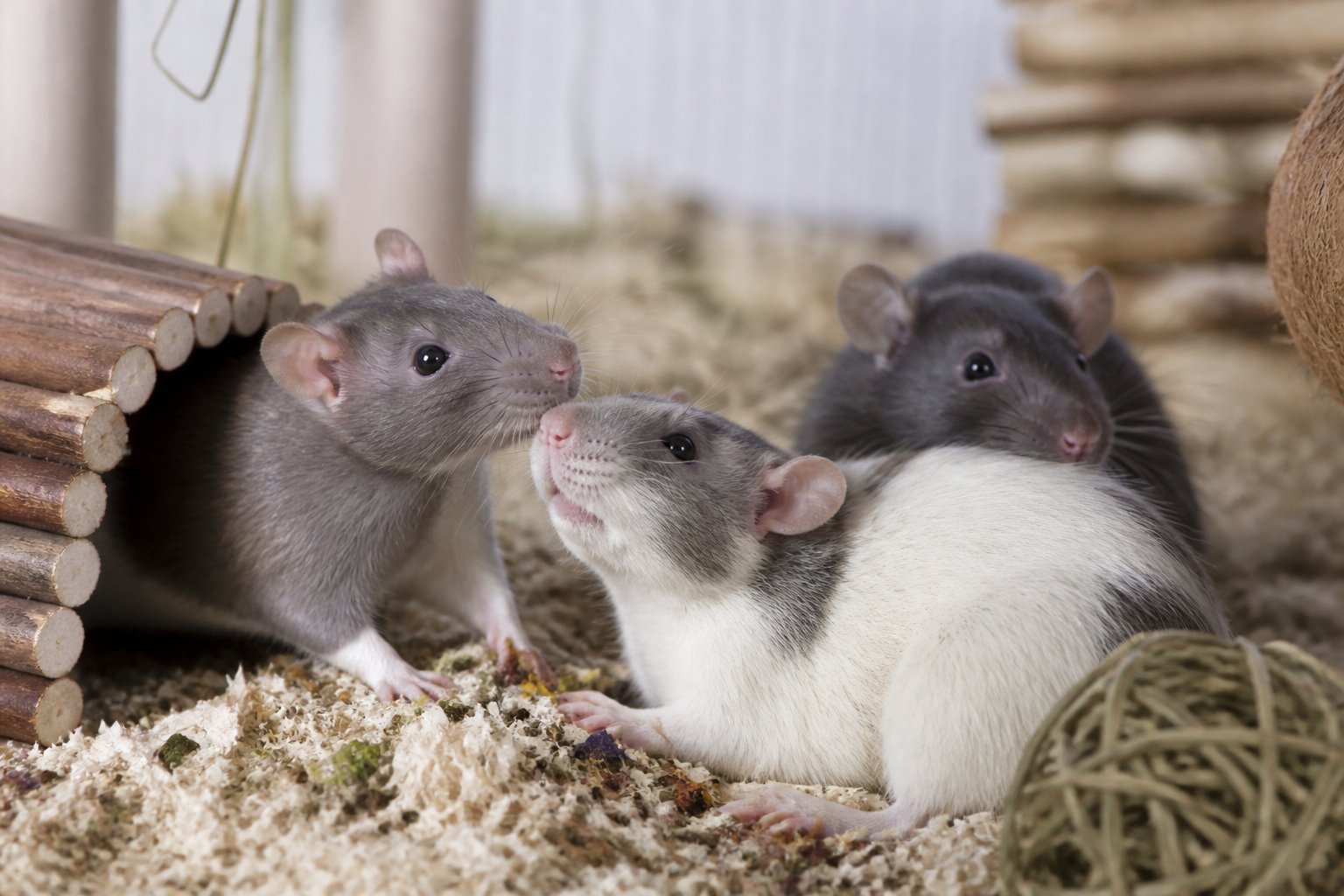Two or three rats interacting closely in a clean, natural enclosure with soft bedding.