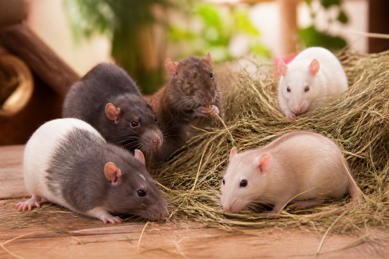 Should Rats Have Hay? Safety, Diet, And Best Options Should Rats Have Hay? Safety, Diet, And Best Options