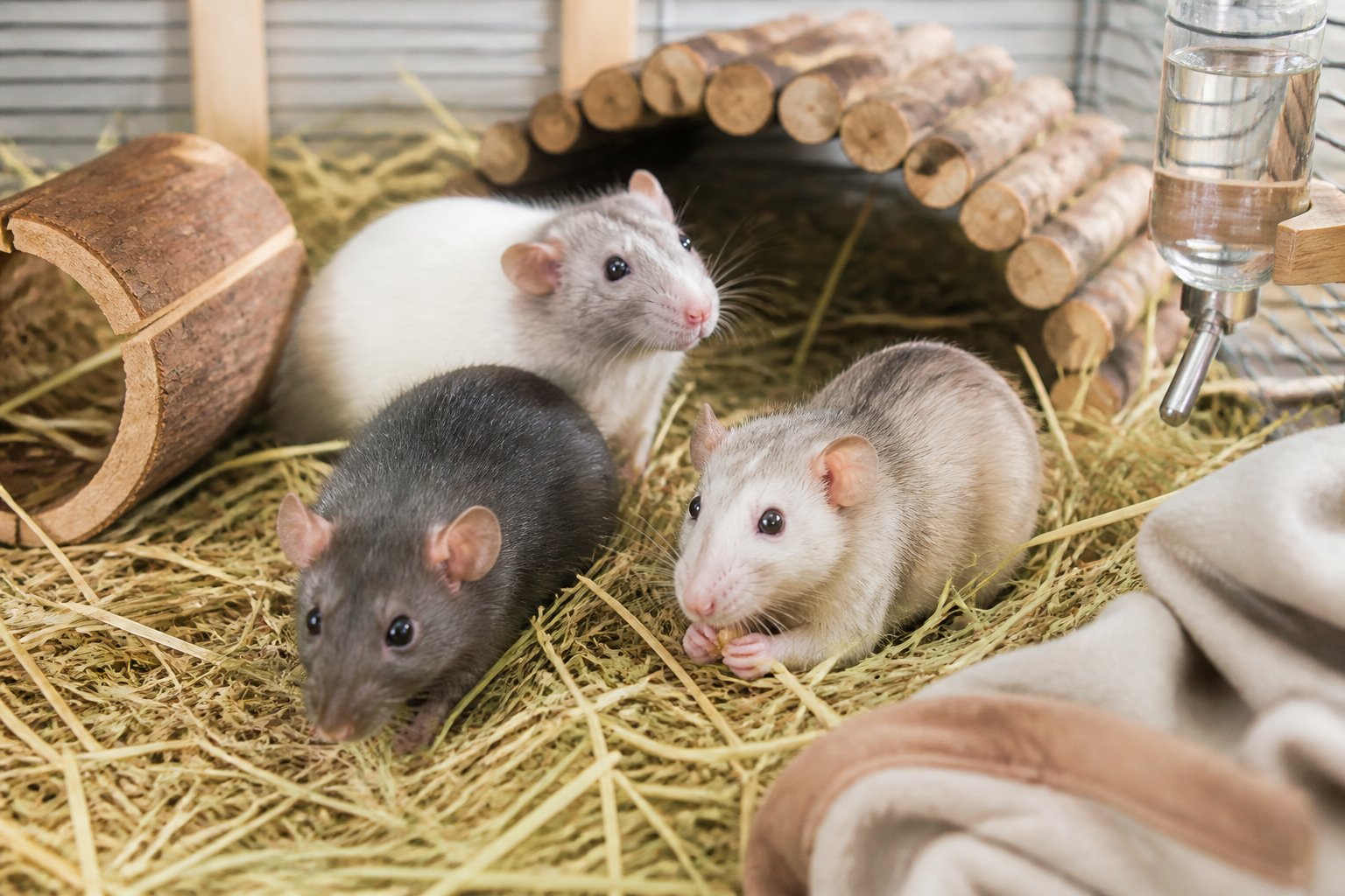 A small animal habitat with pet rats surrounded by hay and natural bedding materials.