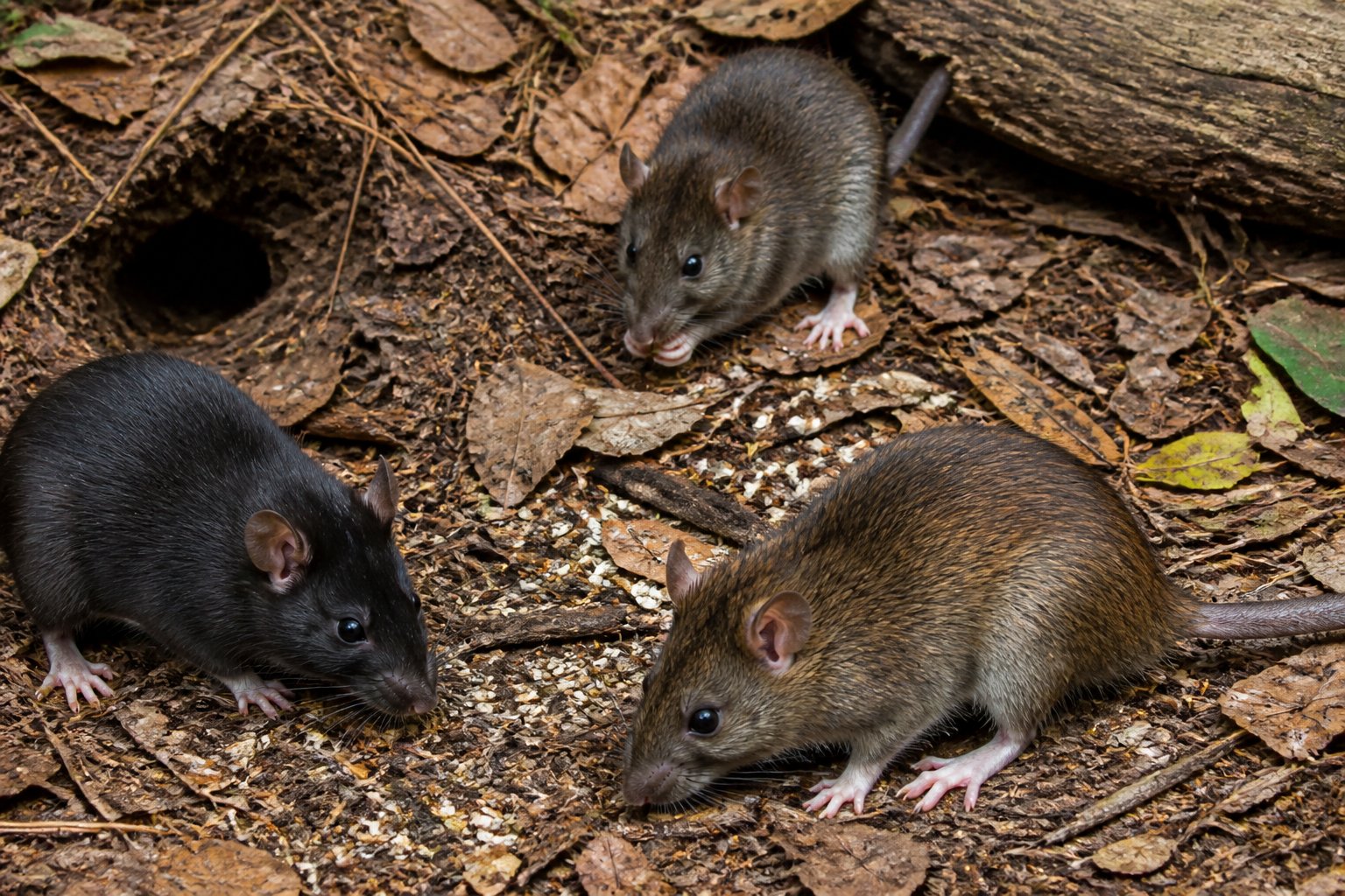 Close-up of several wild rats on a forest floor with leaves and twigs, showing their natural habitat.
