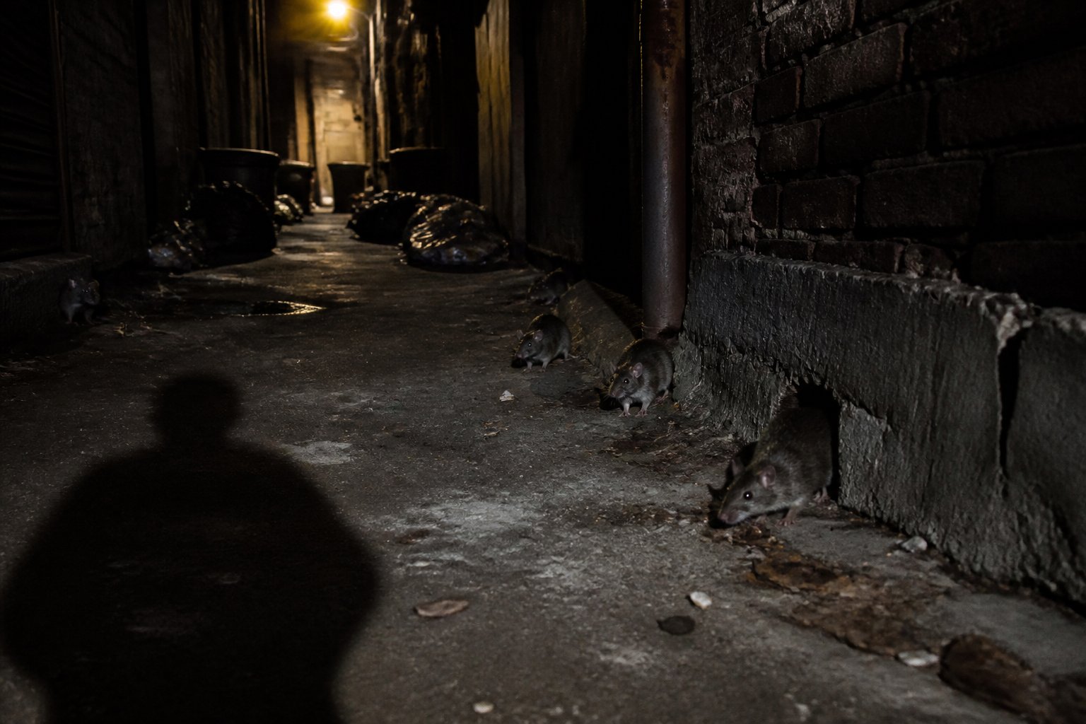 An abandoned urban alleyway with several rats emerging from shadows near scattered trash, with a human silhouette in the foreground.