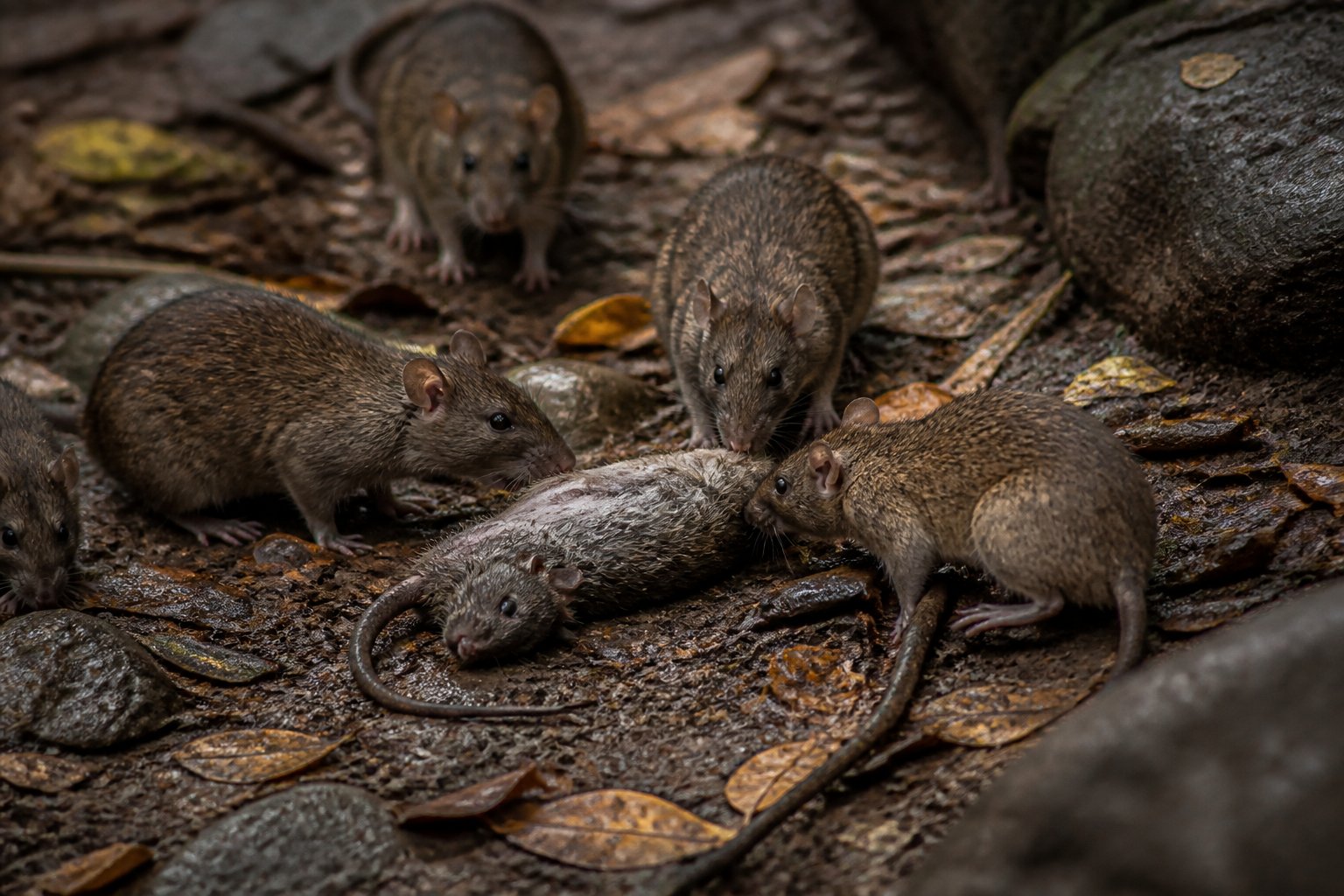 Several wild rats gathered around a deceased rat on the ground in a natural outdoor setting.