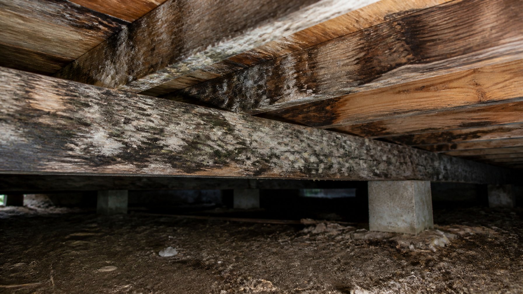 Close-up of wooden joists and subfloor in a crawl space with visible mildew and mold growth.