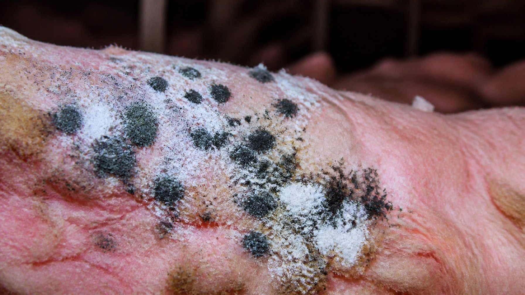 Close-up of black and white powdery mold colonies growing on insulation inside a crawl space.