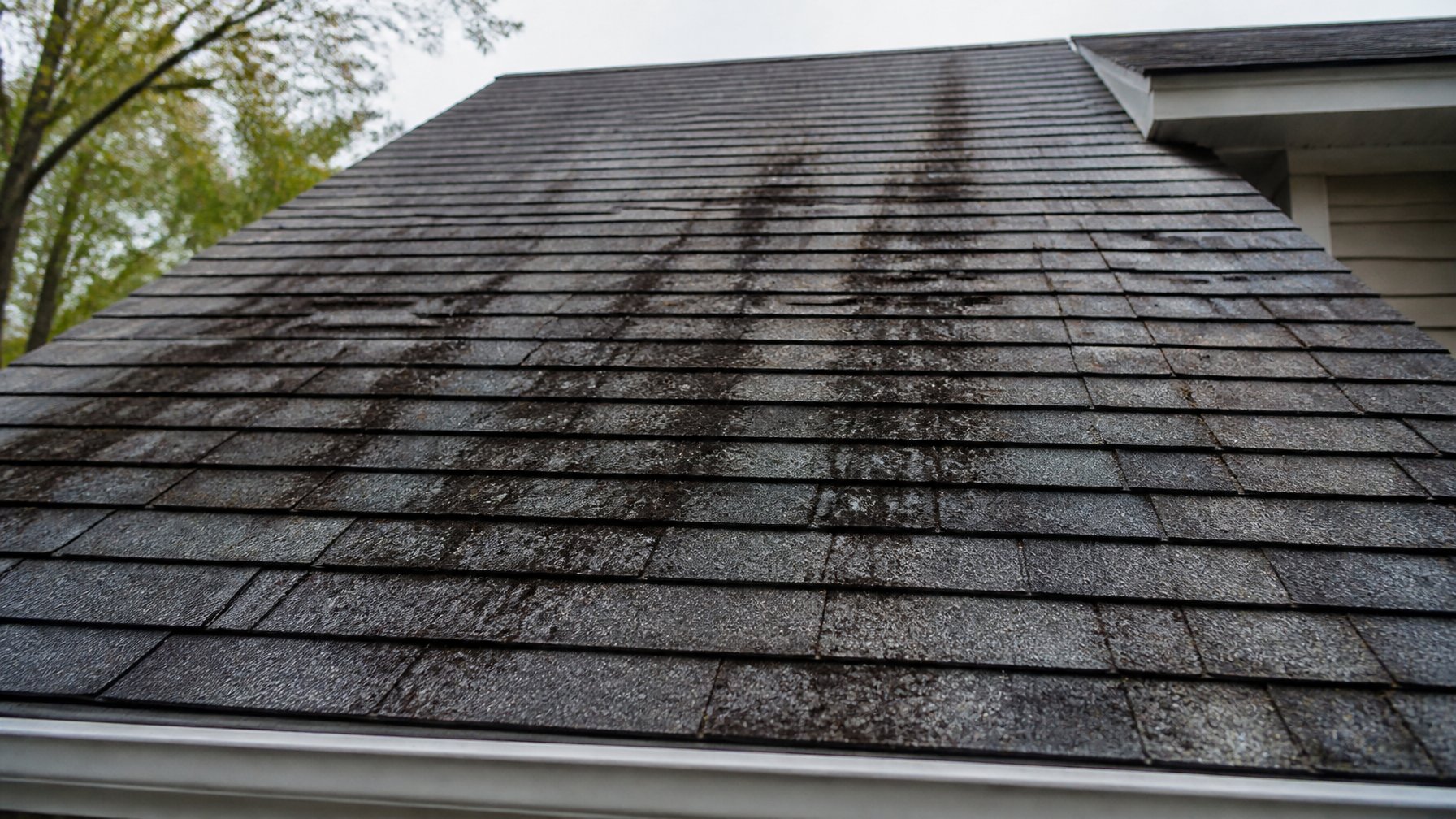 Close-up of an asphalt shingle roof with dark streaks indicating algae or moisture pooling.