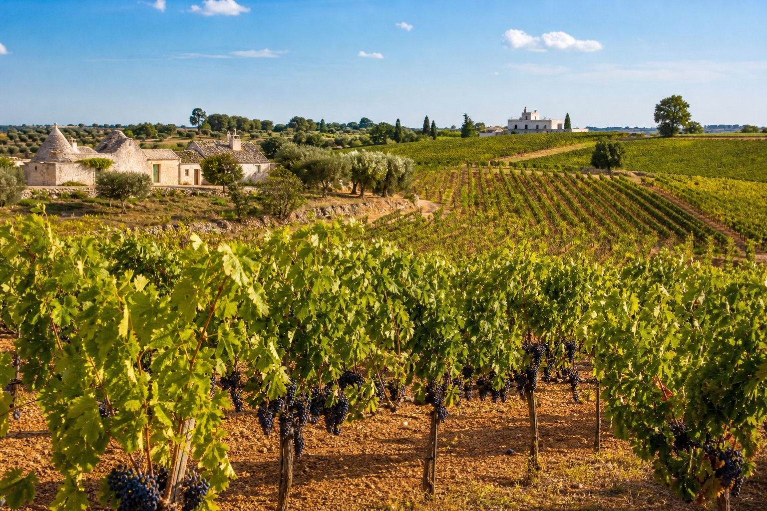Weinberg in Apulien mit Reihen von Traubenreben, sanften Hügeln und traditionellen Bauernhäusern im Hintergrund.