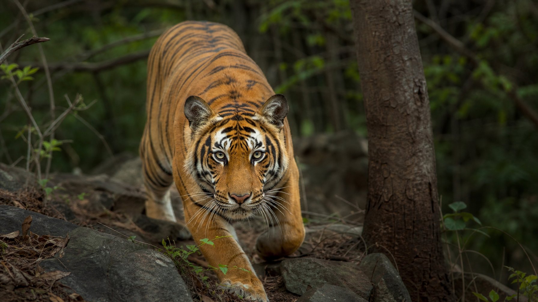 Seekor predator langka yang hampir punah terlihat di habitat alaminya berupa hutan lebat, menunjukkan keindahan dan kerentanan spesies tersebut.