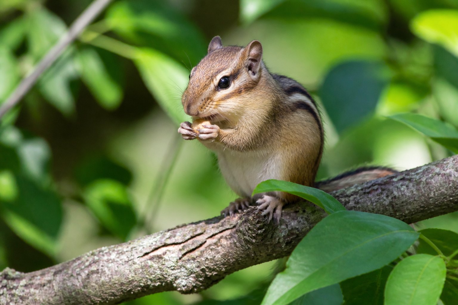 A chipmunk sitting on a tree branch eating a small piece of food surrounded by green leaves.
