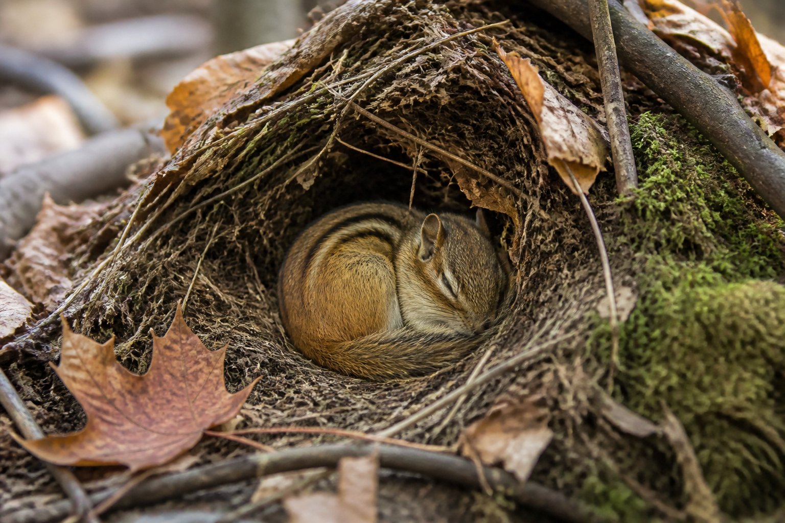 A chipmunk curled up inside a natural burrow surrounded by autumn leaves on the forest floor.
