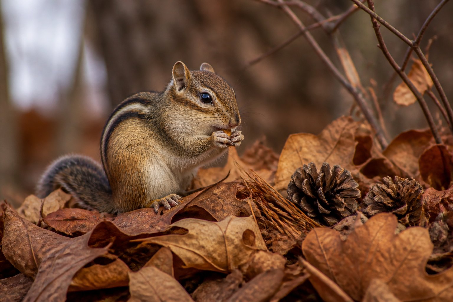 A chipmunk sitting on fallen leaves in a forest during late autumn or early winter.
