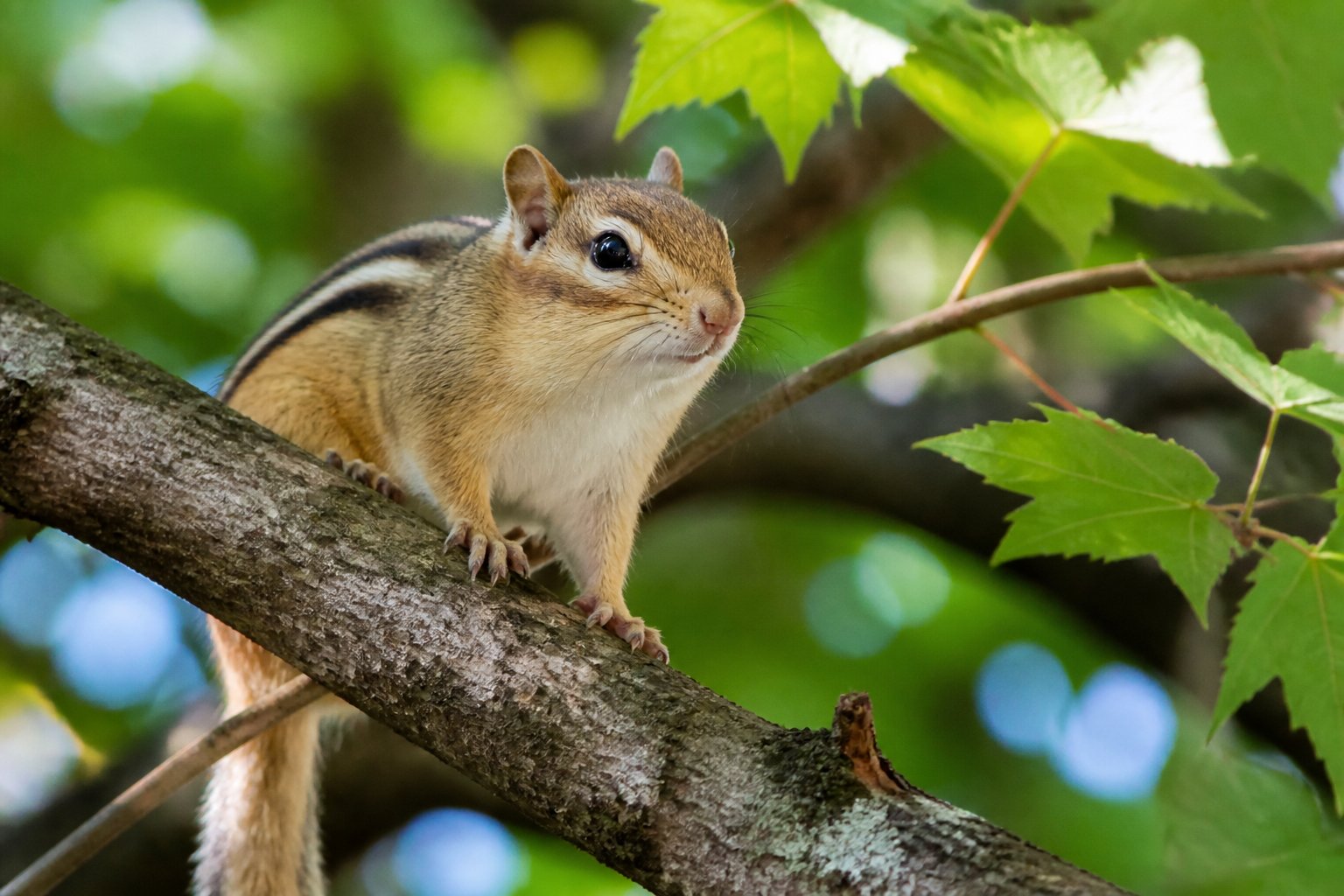 A chipmunk sitting on a tree branch in a forest surrounded by green leaves.