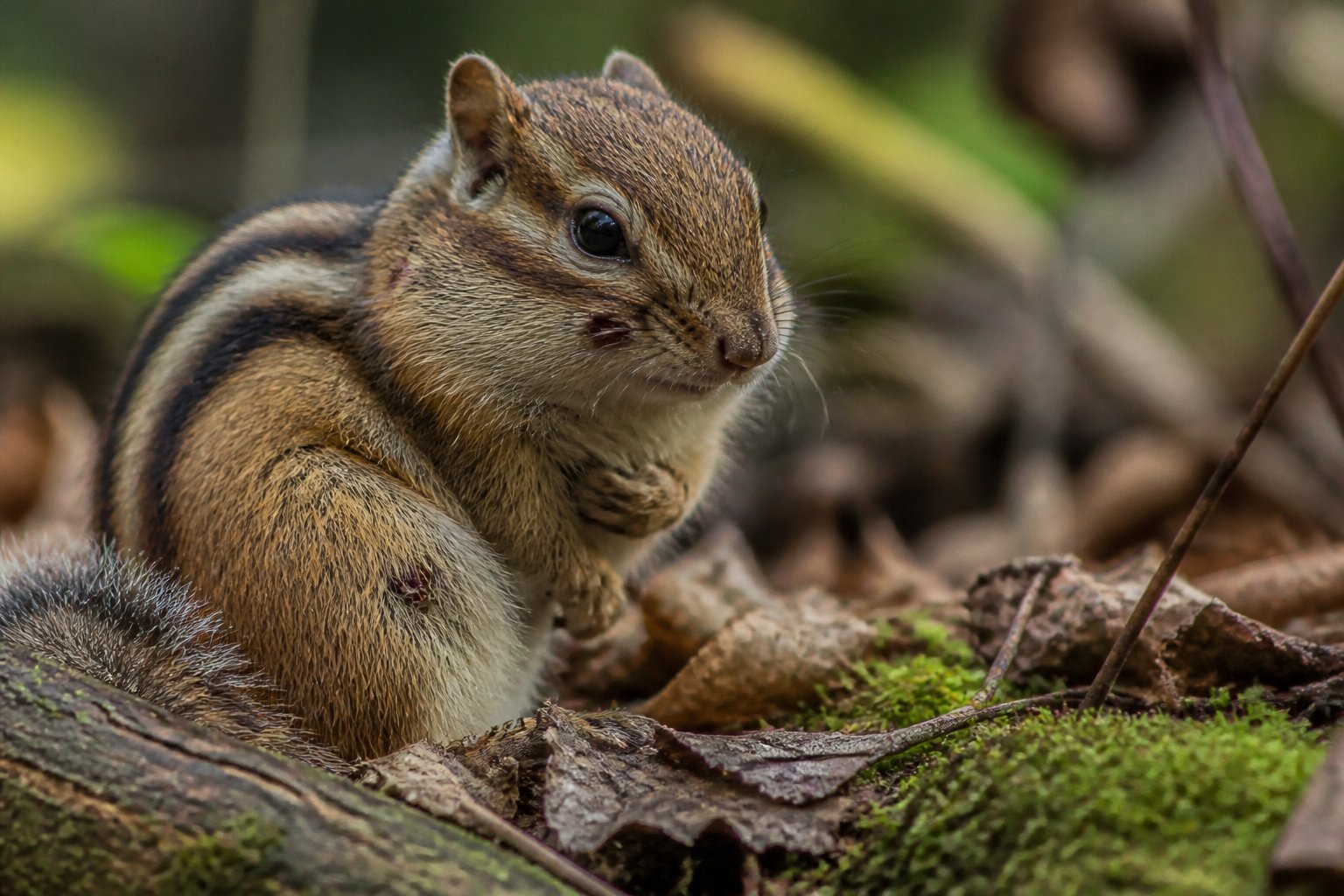 A chipmunk sitting on a tree branch in a forest, looking alert with slightly ruffled fur.
