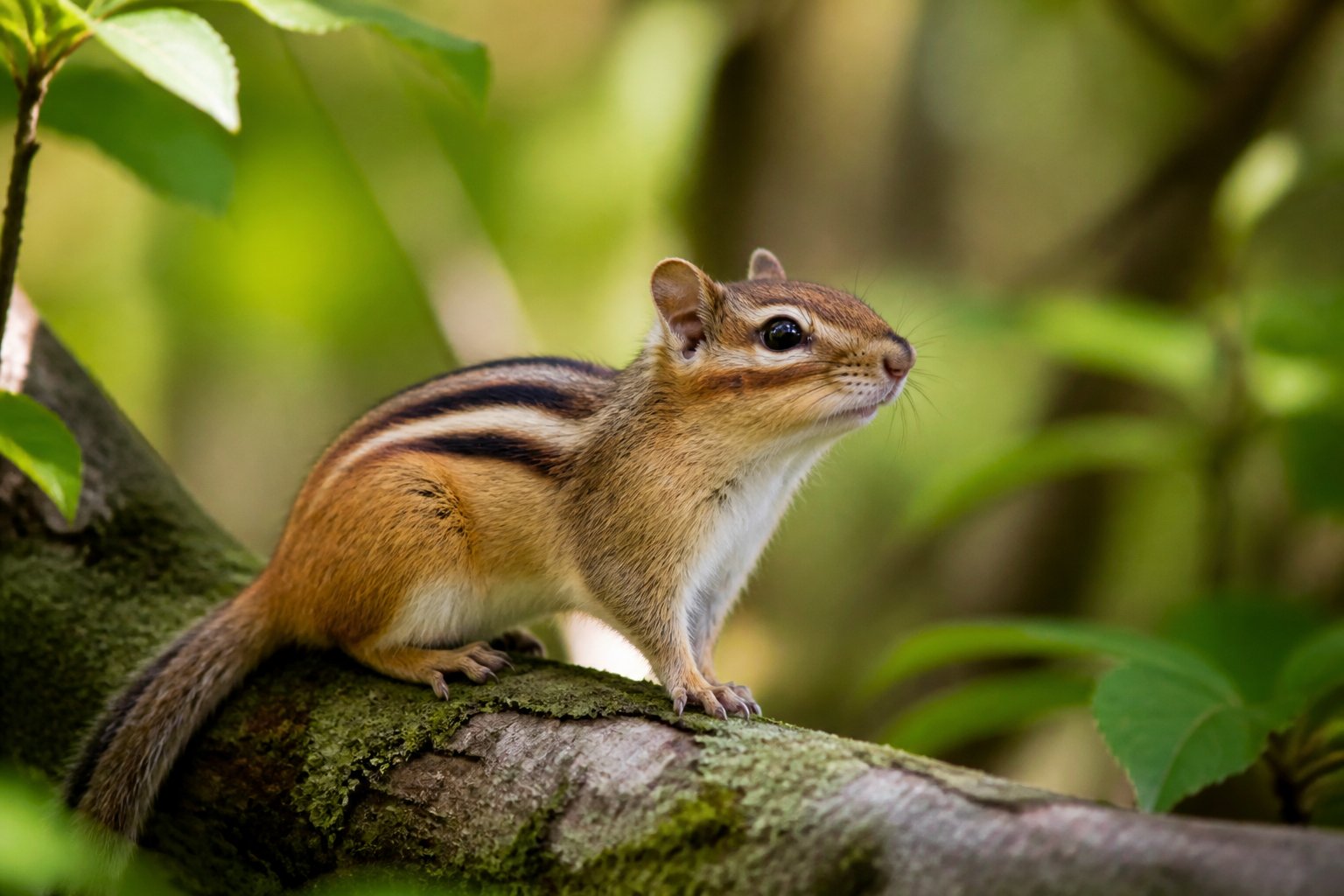 A chipmunk with distinctive stripes sitting on a mossy tree branch in a forest.