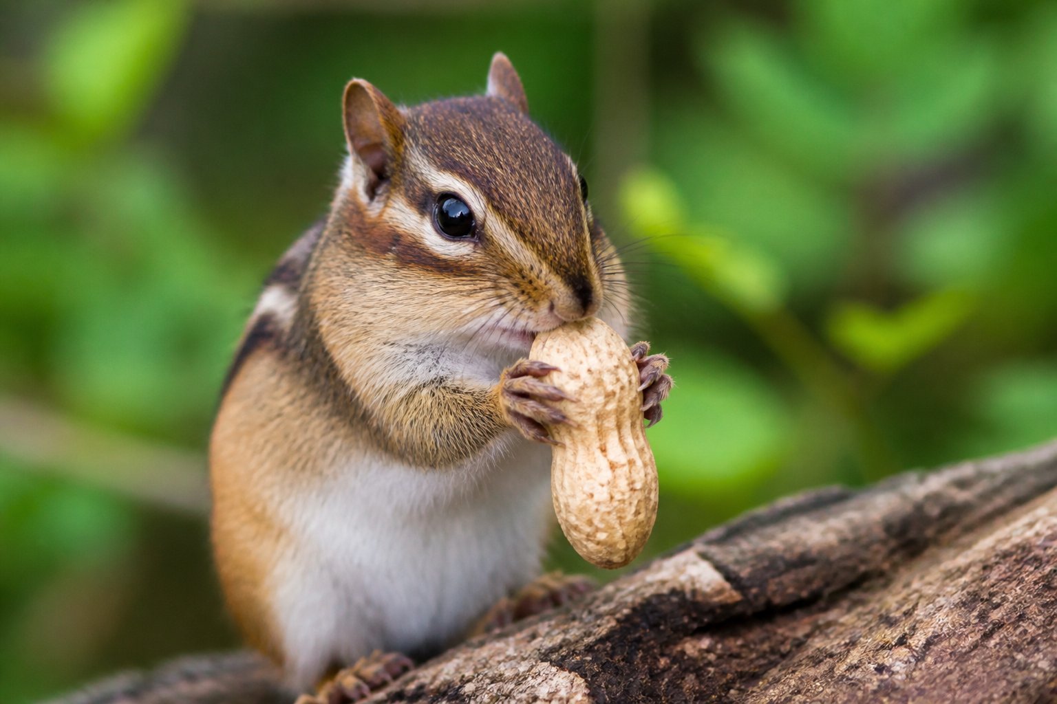 A chipmunk holding and nibbling on a peanut in a natural outdoor setting.