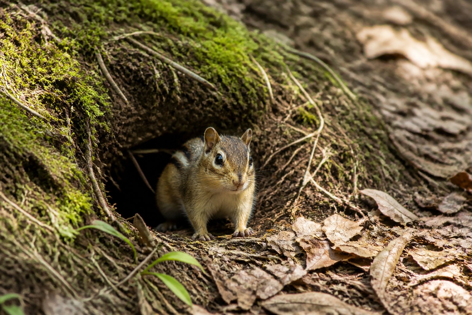 A chipmunk emerging from its burrow on a forest floor surrounded by leaves and moss.