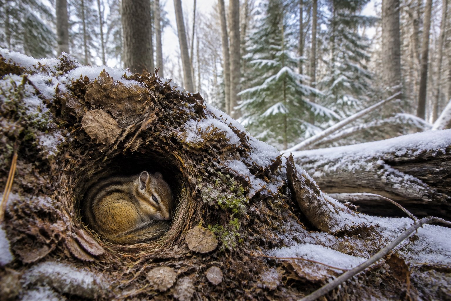 A chipmunk resting inside a burrow covered with leaves and twigs in a forest during early winter.