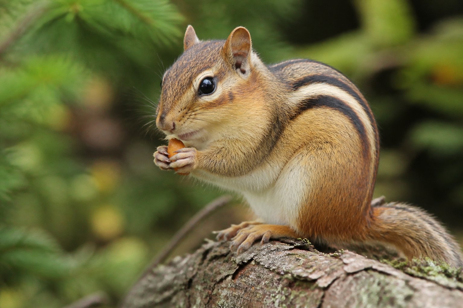 A chipmunk sitting on a branch in a forest holding a small nut.