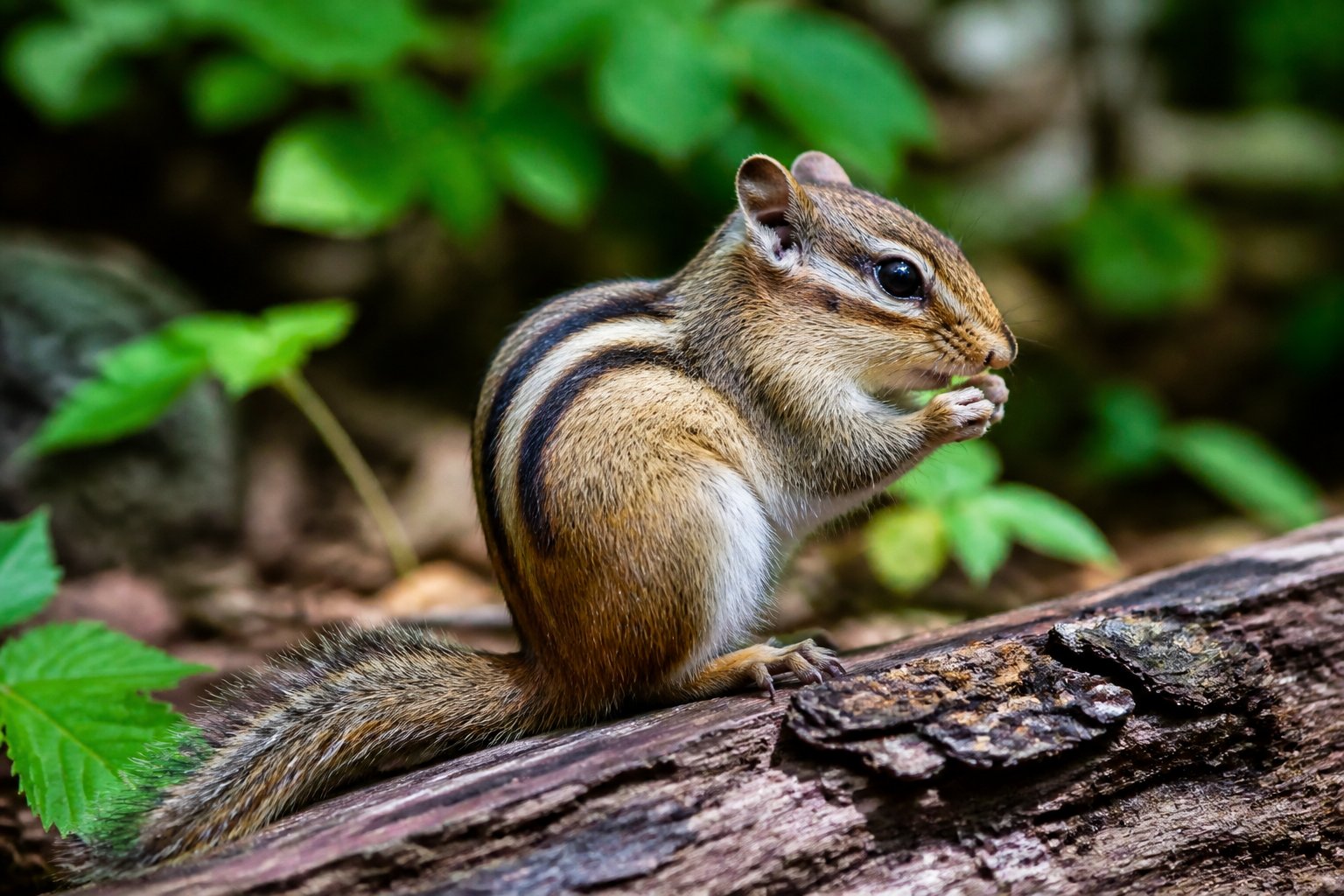 A chipmunk sitting on a tree branch surrounded by green leaves in a forest setting.