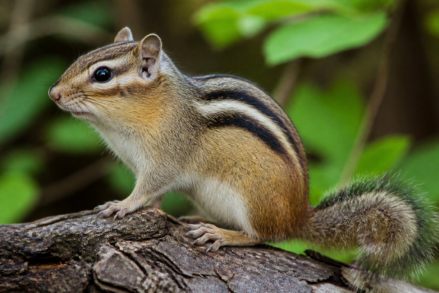 Close-up of a chipmunk sitting on a branch in a forest with green leaves in the background.