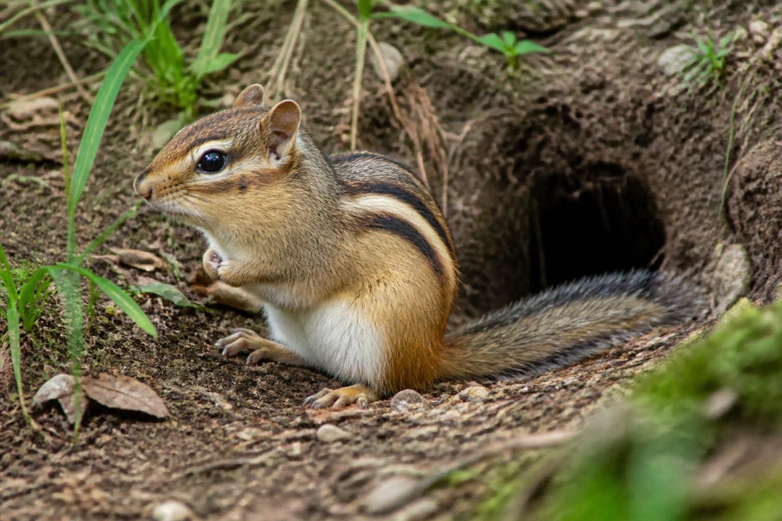 A chipmunk sitting near the entrance of its burrow on a forest floor surrounded by leaves and soil.