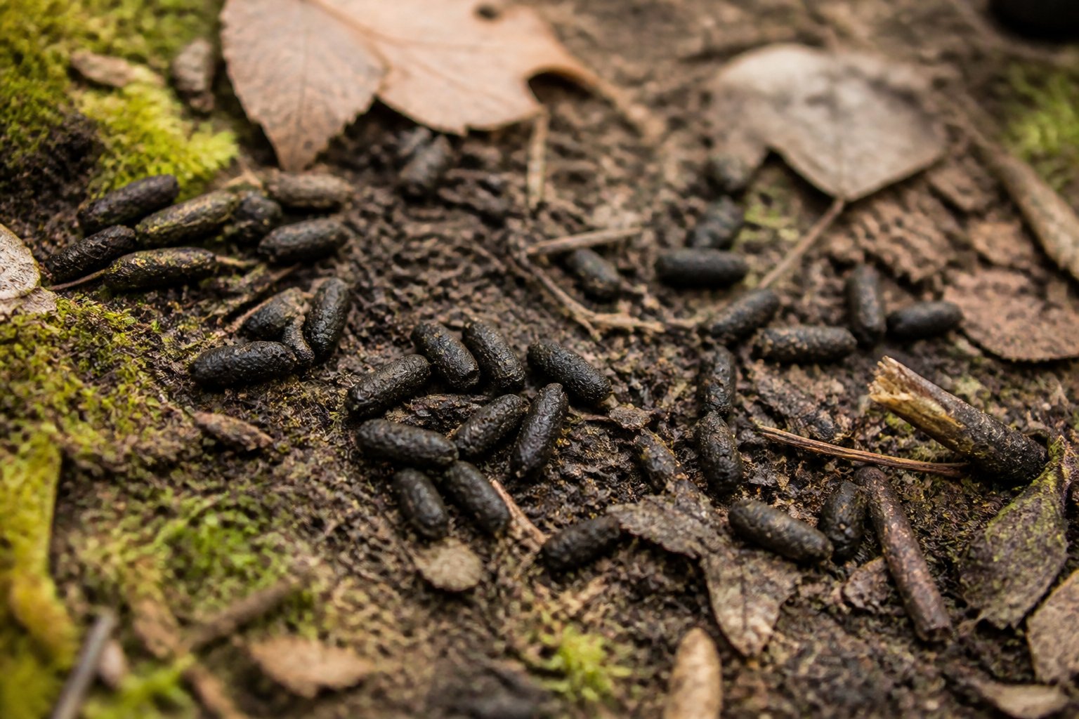 Close-up of small dark pellet-shaped chipmunk droppings scattered on forest floor with leaves and twigs.