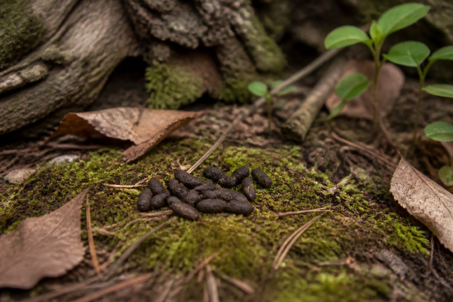 Close-up of chipmunk droppings on a forest floor with leaves and twigs around.