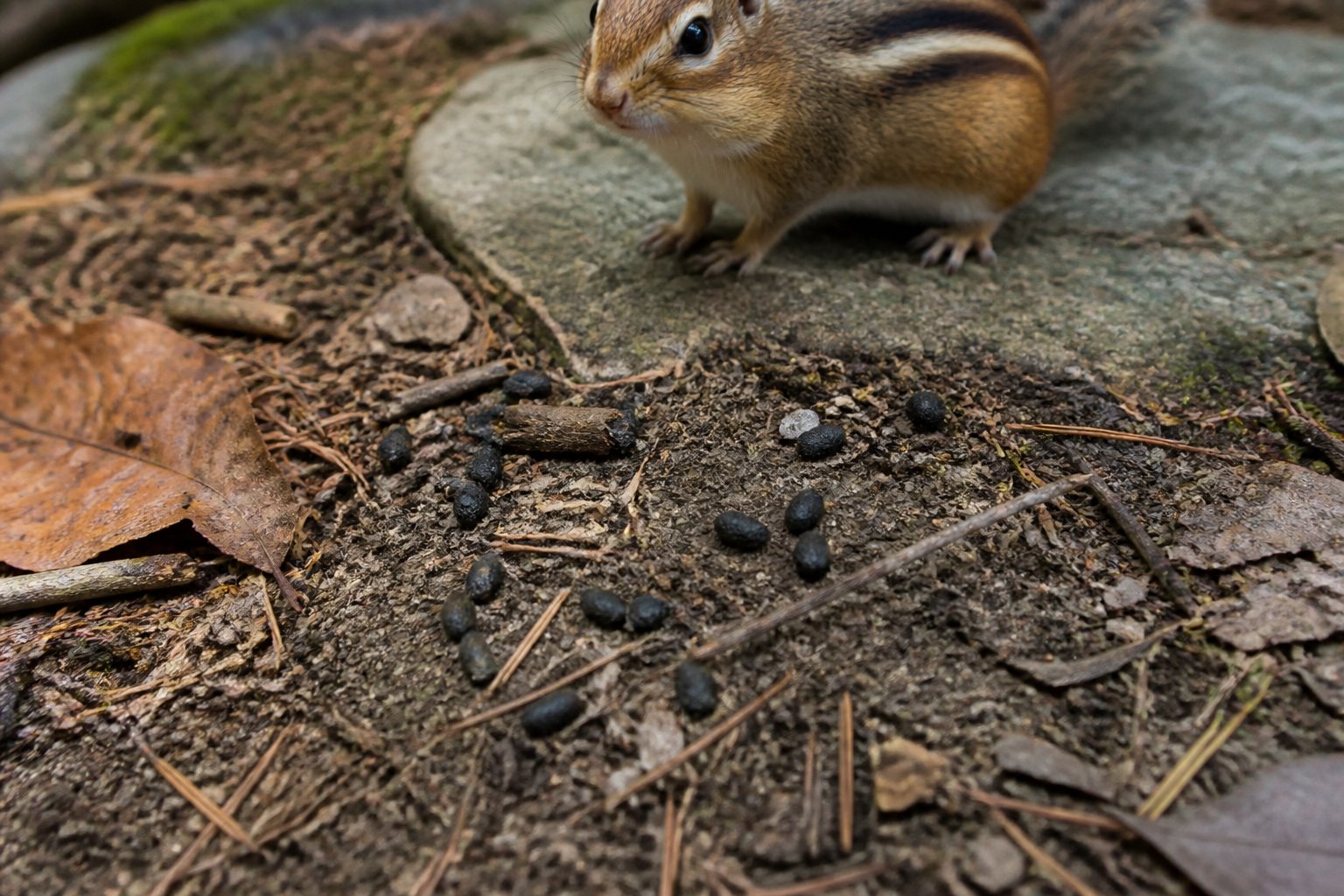 Close-up of chipmunk droppings on forest floor with a chipmunk nearby.
