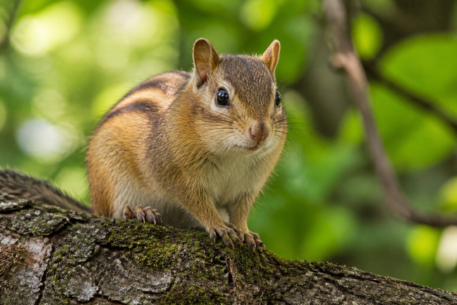 A chipmunk sitting on a tree branch in a forest with green leaves around.