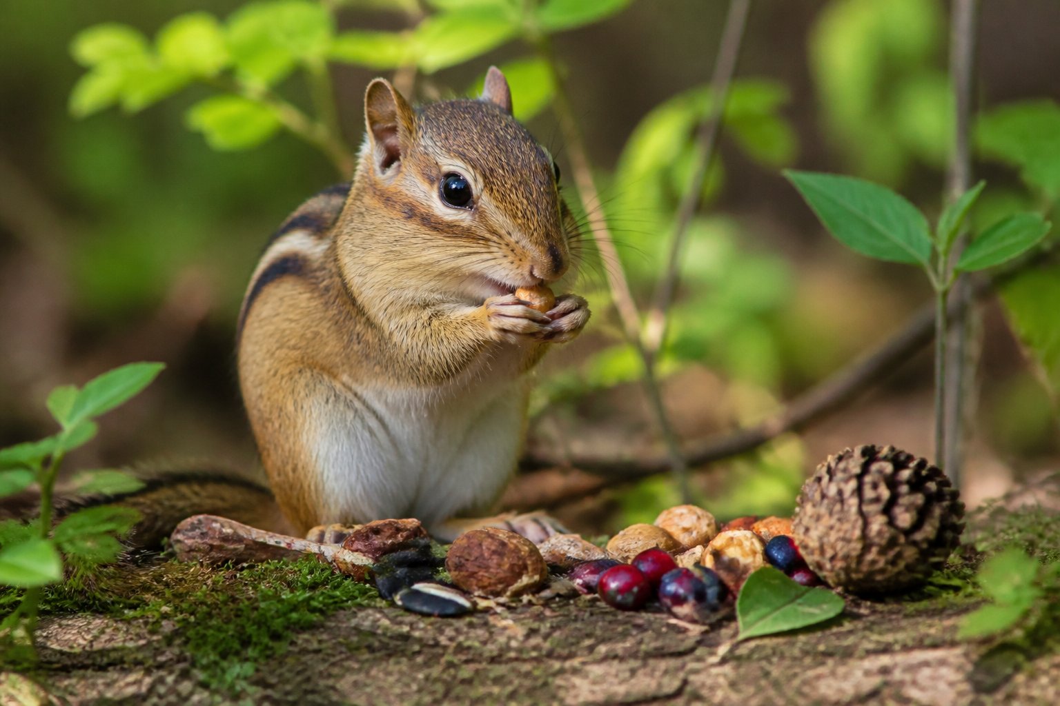 A chipmunk eating nuts while sitting on a tree branch in a forest.