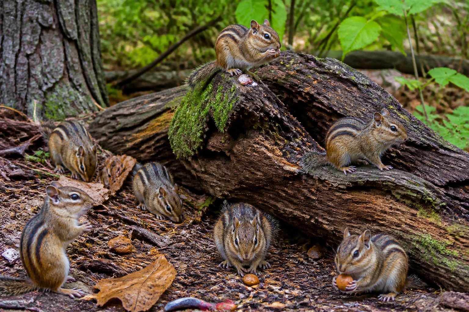 Several chipmunks with striped fur foraging and climbing among leaves and branches in a forest setting.