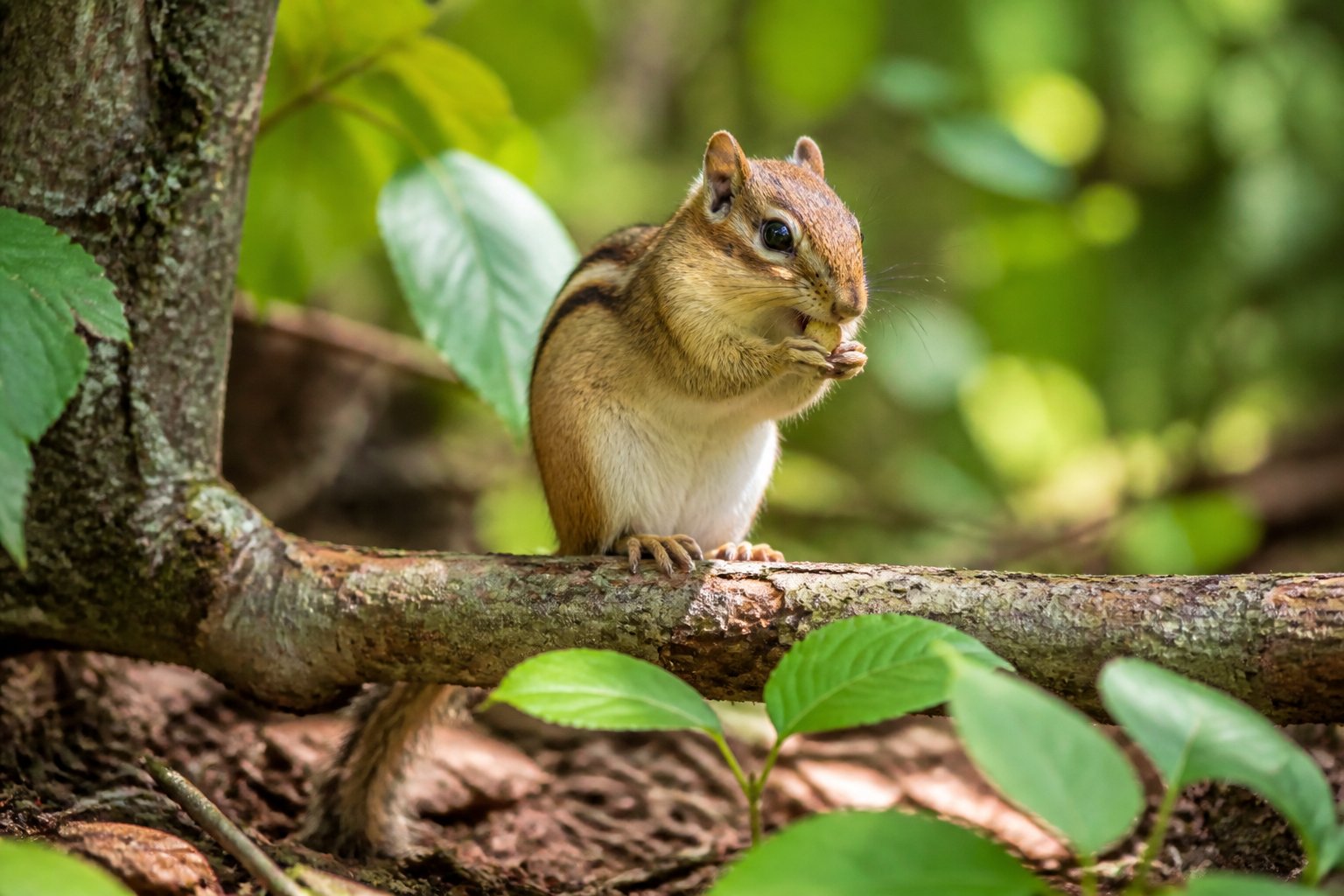A chipmunk sitting on a tree branch eating a nut surrounded by green leaves in a forest.