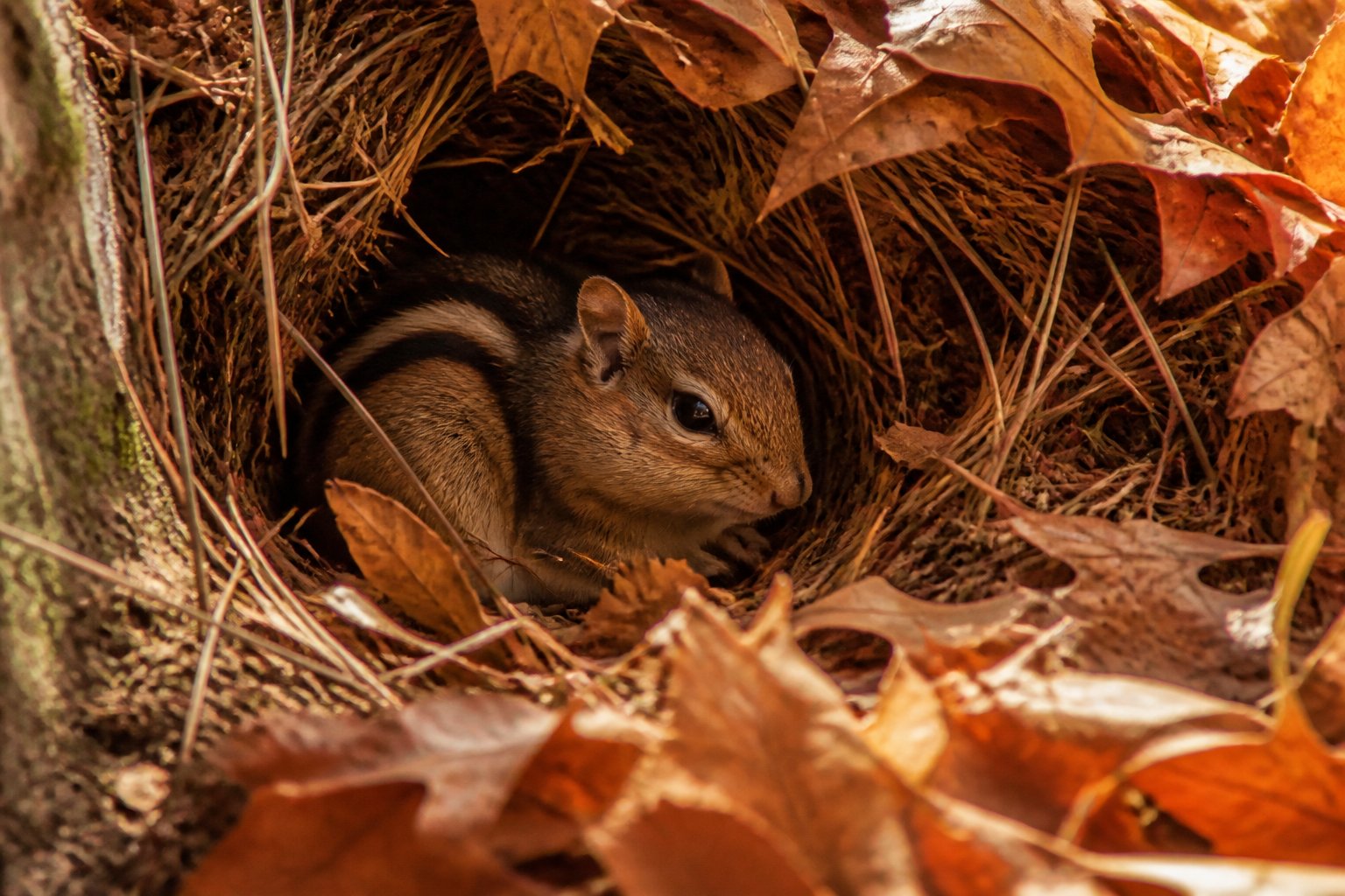A chipmunk resting in a burrow surrounded by fallen autumn leaves in a forest.