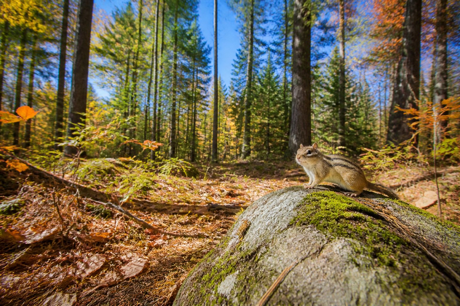 A chipmunk sitting on a mossy rock in a sunlit forest with trees and fallen leaves around.