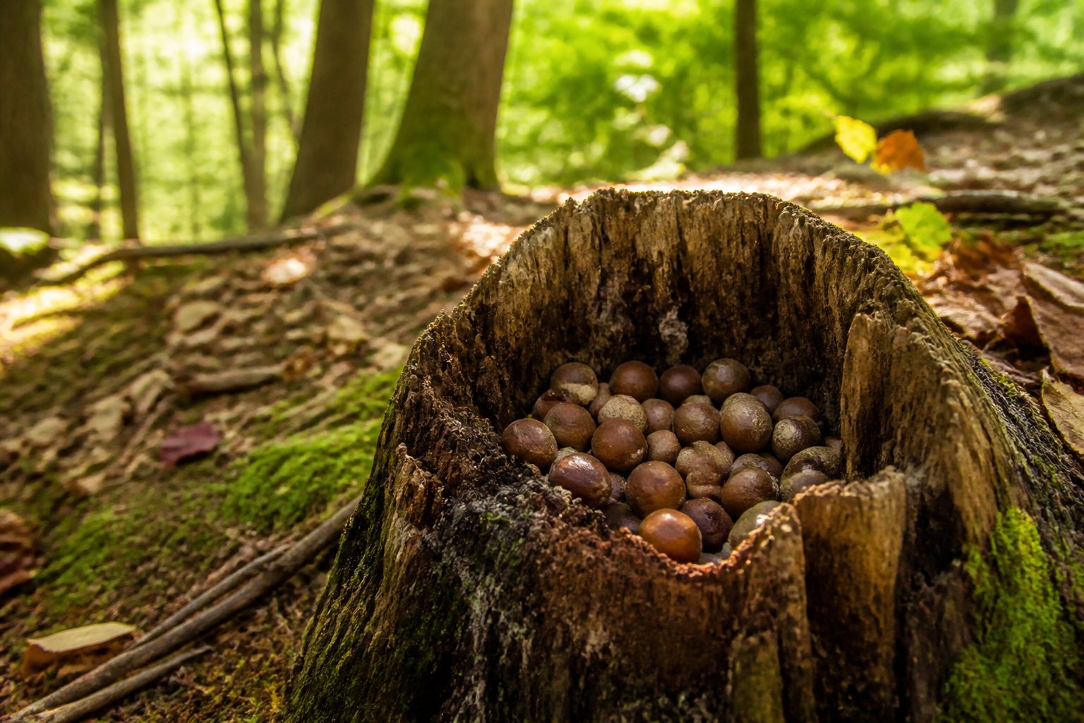 A hollow tree stump filled with acorns surrounded by forest floor leaves and moss.